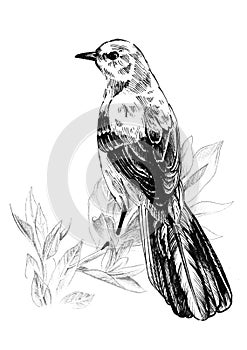 Mockingbird sitting on a branch. Ink graphics