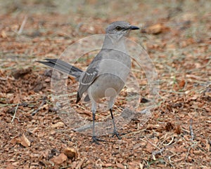 Mockingbird Standing on Woodchips