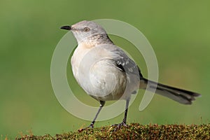 Mockingbird On A Stump photo
