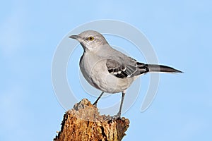 Mockingbird On A Stump photo