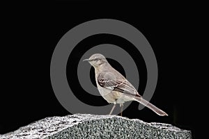 Mockingbird on a tombstone in Poughkeepsie, NY