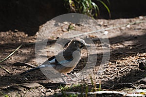 Mockingjay bird in summer in the Polish Tatra Mountains