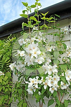 Mockorange Blossom photo