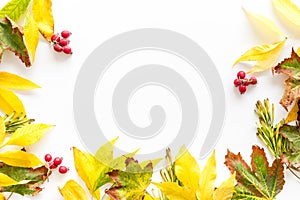 Mockup with bright autumn leaves and berries. Yellow and green leaves, red berries on white background top view copy