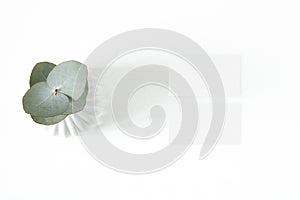 Mockup business card with eucalyptus leaf on the white background