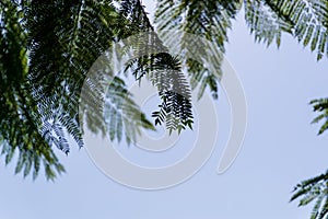 Mockup with copy space for design with green mimosa tree branches against light blue sky