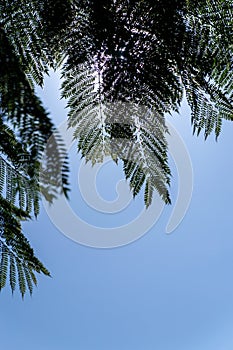 Mockup with copy space for design with green mimosa tree branches against light blue sky and sun