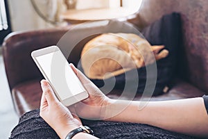 Mockup image of a woman`s hand holding white mobile phone with blank screen and a sleeping brown cat i