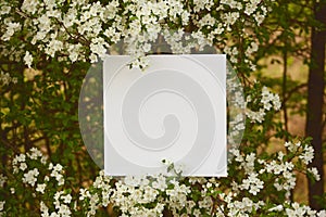 Mockup outdoor poster close up.Beautiful flowering spring tree. White empty poster against the background of nature. The layout of