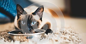 Mockup Playful Beige Dark Siamese Asian Cat Eating Wet Food Indoor in Cozy Leaving Room