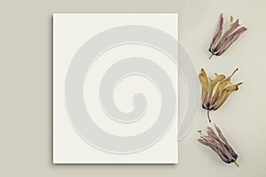 Mockup poster or flyer for presentation, white sheets of paper with dry flowers of Fritillaria rubra on a gray background.