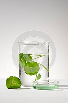 Mockup for product extracted from Gotu kola (Centella asiatica