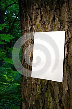 Mockup of white A4 sheet of paper on bark of tree trunk on forest blurred background. Soft diffuse focus. Mockup of a