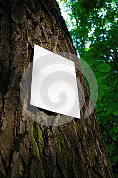 Mockup of white A4 sheet of paper on bark of tree trunk on forest blurred background. Soft diffuse focus. Mockup of a