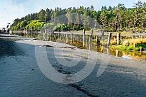 Moclips River Pilings 10