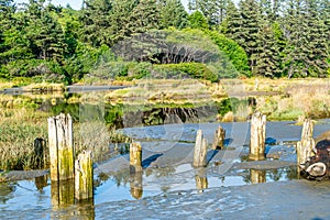 Moclips River Pilings 3