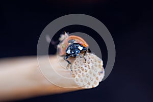 Mocro of ladybug over black background