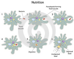 Nutrition of Amoeba photo