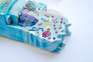 Model of animal cell