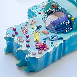 Model of animal cell