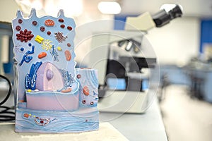 Model of animal cell in laboratory for education biology