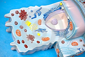 Model of animal cell in laboratory for education biology