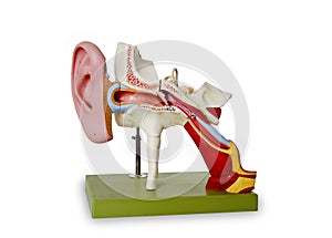 Model from auditory canal