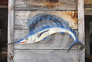 Model of a blue marlin fish on wall