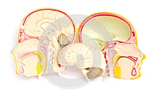 Model of the brain in the skull.