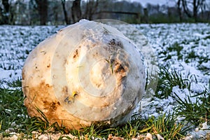 Model car trapped in giant snow ball