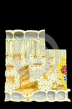 Model cells and chloroplasts chlorophyll in plant leaf photo