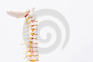 Model of the cervical spine with blood vessels on a white background. The concept of lordosis and spondylosis of the cervical