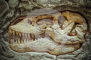 Model Dinosaur fossil, Dinosaurs are a diverse group of reptiles of the clade Dinosauria.