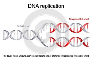 DNA Replication photo