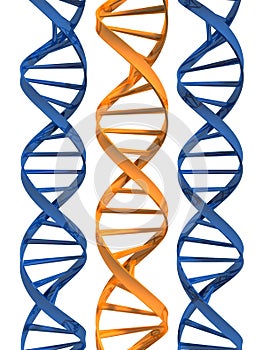 Model of double helix