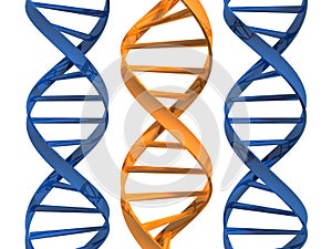 Model of double helix