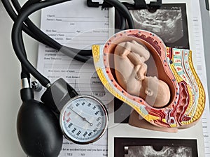 Model of the embryo and ultrasound of uterus