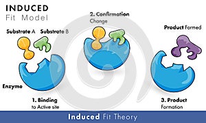 Model of enzyme activity: induced Fir model of catalytic action with substrate and product