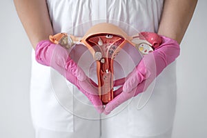 A model of female reproductive organs.