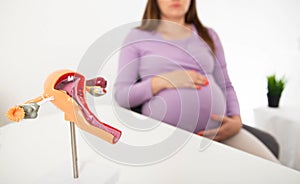 Model of the female reproductive system against the background of a pregnant girl. The concept of urogenital genital infections,