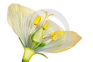 Model of flower with stamens and pistils on white