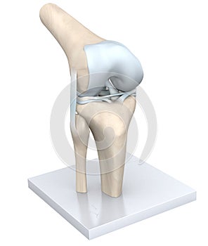 Model Of A Healthy Knee Joint. Bones, Cartilage, Ligaments And Meniscus. 3D Illustration