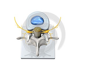 Model of a healthy lumbar vertebra with disc and spinal cord. 3D Illustration