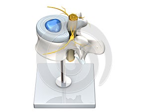 Model of a healthy lumbar vertebra with disc and spinal cord.3D Illustration