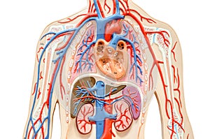 Model human body with liver, kidney, lungs and heart.