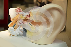 Model of a human ear