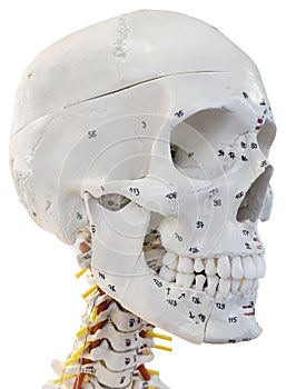 Model of Human Head Cutout