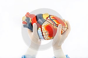 Model of human heart