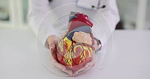 Model of the human heart in the hands of a cardiologist