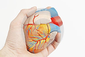 Model of a human heart in a real hand